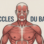 Illustration globale muscle du bassin anatomie