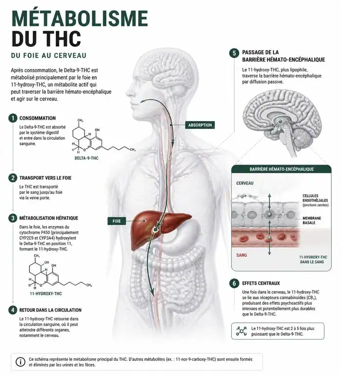 Schéma du métabolisme des edibles THC : transformation du Delta-9-THC en 11-hydroxy-THC par le foie