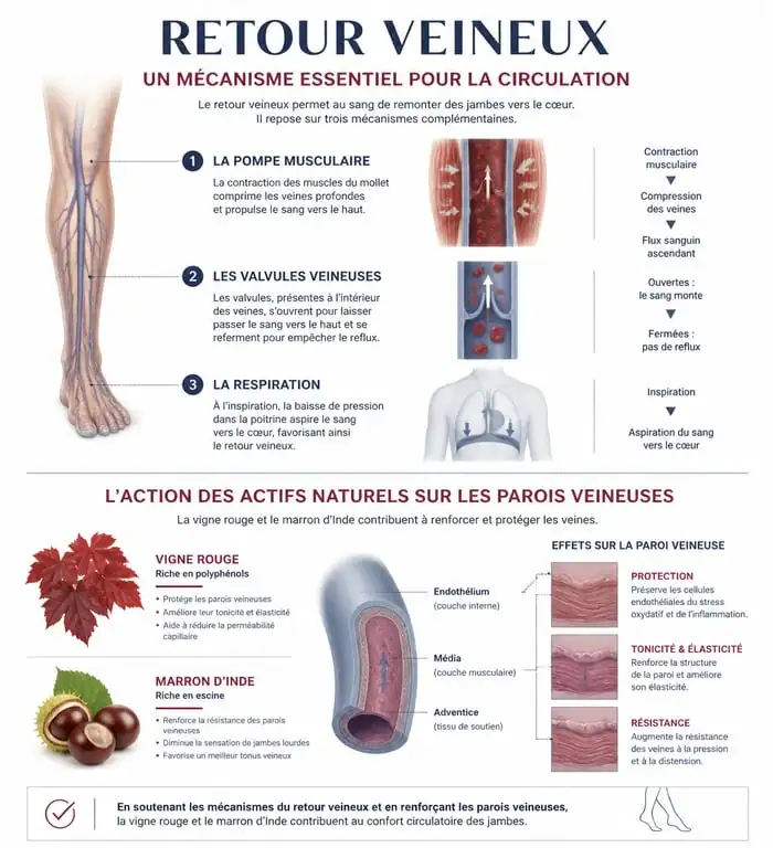 Infographie sur le fonctionnement du retour veineux et les bienfaits des compléments alimentaires pour la circulation sanguine
