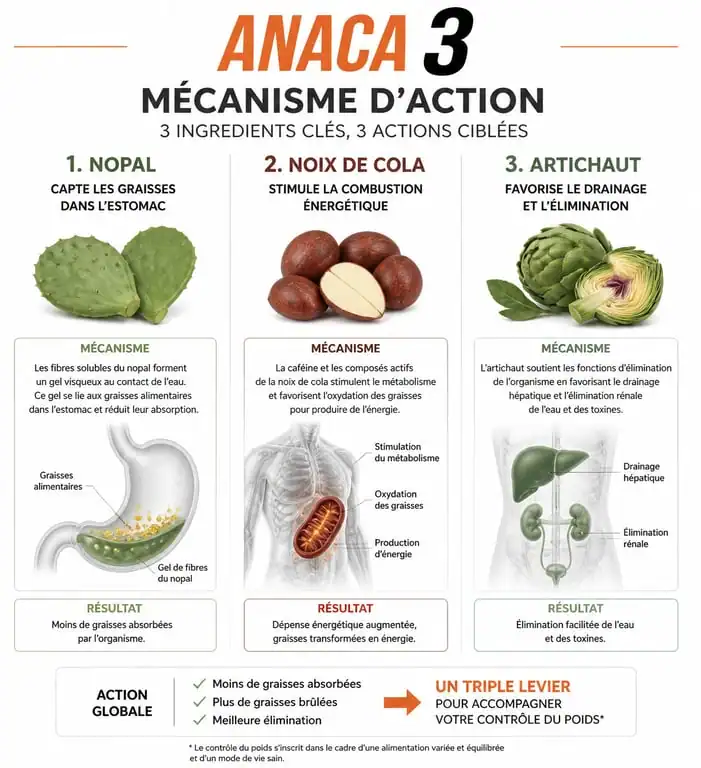 Infographie explicative du fonctionnement des ingrédients d'Anaca 3 perte de poids : nopal, noix de cola et artichaut.