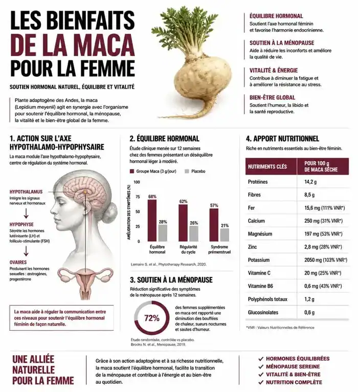 Infographie des bienfaits de la maca pour la femme : équilibre hormonal et vitalité