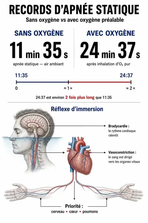 Infographie comparative des records d'apnée et mécanismes physiologiques