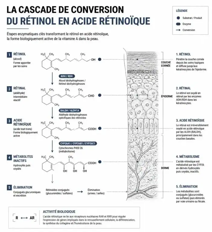 Schéma explicatif de la conversion du rétinol en acide rétinoïque pour les soins de la peau